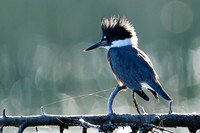 Belted Kingfisher