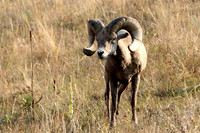 Big Horn Sheep in Field