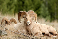 Bighorn Sheep