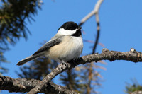 Black-Capped Chickadee