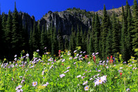 Bluebird Basin (Alpine Medow)