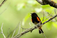 American Redstart Singing