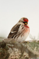 Common Redpoll 1