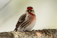 Common Redpoll 3