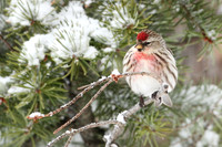 Common Redpoll 5