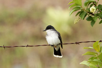 Eastern Kingbird