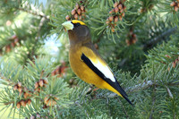 Evening Grosbeak
