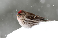 Hoary Redpoll