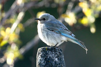 Mountain Bluebird (Up Close)
