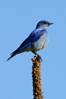 Mountain Bluebird on a Stalk