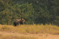 Grizzly Bear Approaching   (size restrictions)