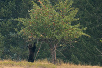 Grizzly Bear Picking Apples (size restrictions)