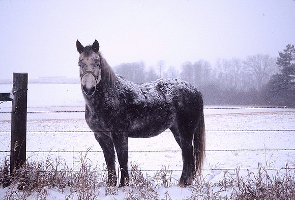 Horse in the Snow