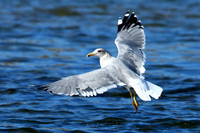 California Gull