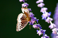 Butterfly in the Flowers