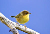 Common Yellowthroat (Female)