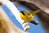 Common Yellowthroat (Juvenile)