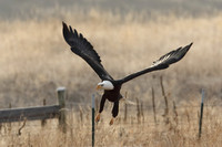 Bald Eagle About to Land
