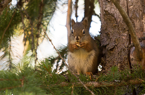 American Red Squirrel