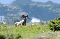 Bighorn Ram