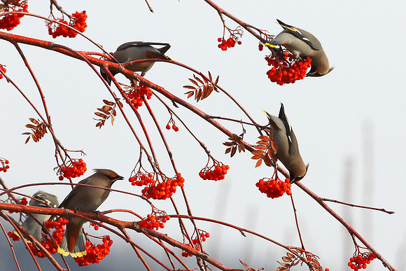 Bohemian Waxwings