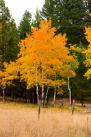 Fall Colors