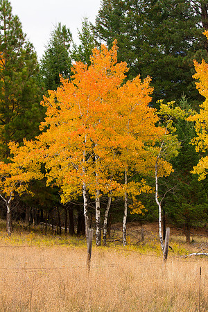Fall Colors