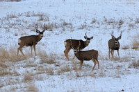Mule Deer Bucks Gather