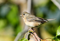 Lazuli Bunting (Female)