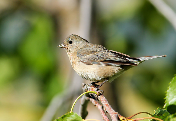 Lazuli Bunting (Female)