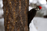 Pileated Woodpecker