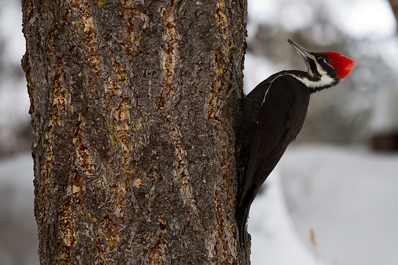 Pileated Woodpecker