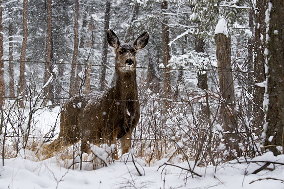 Mule Deer Doe In Heavy Snow
