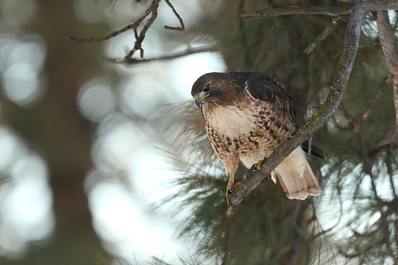 Red-tailed Hawk