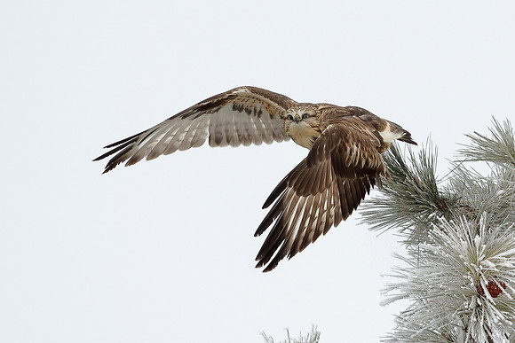 Rough-legged Hawk Takes Fight