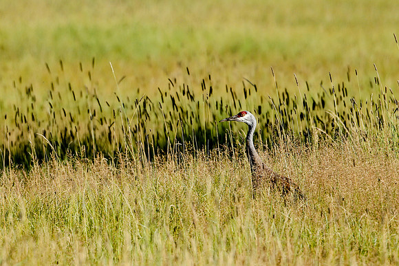 Sandhill Crane