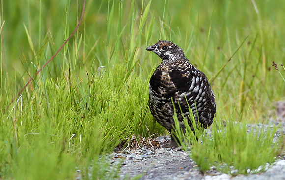 Ruffed Grouse