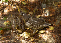 Spruce Grouse (Female)