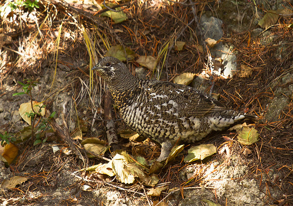 Spruce Grouse (Female)