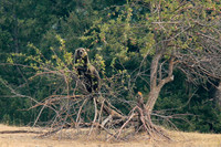 Grizzly Bear in Apple Tree (size restrictions)