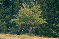 Grizzly Bear Hanging Out in an Apple Tree