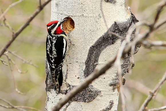 Red-napped Sapsucker Building New Home