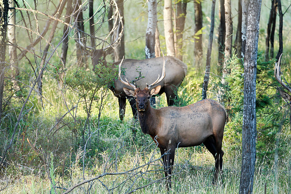 Bull Elk