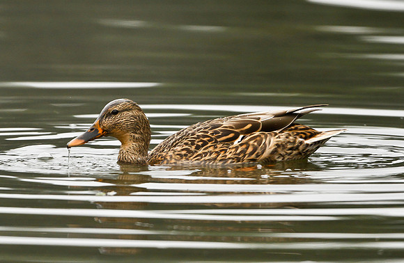 Female Mallard