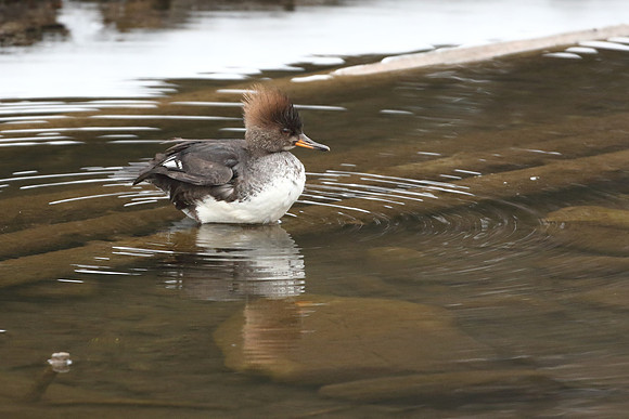 Hooded Merganser (Nonbreeding Male)