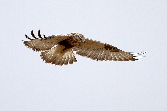 Rough-legged Hawk Hovering