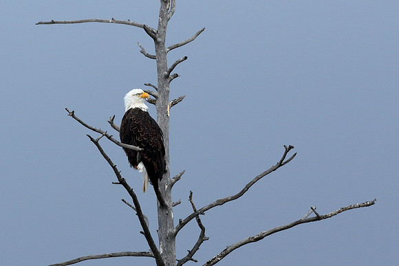 On the look out