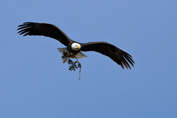 Nesting Materials