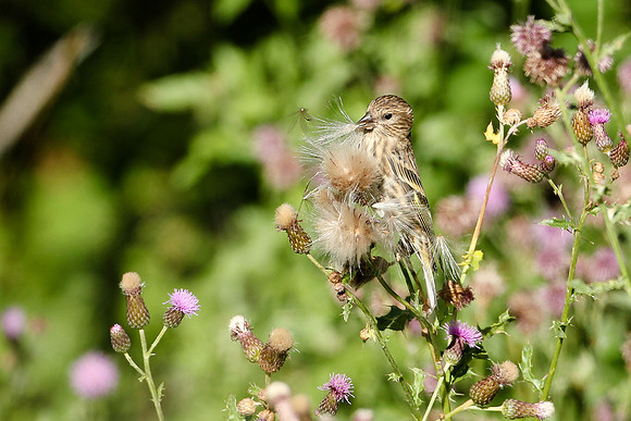 Pine Siskin
