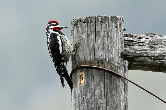 Red-naped Sapsucker